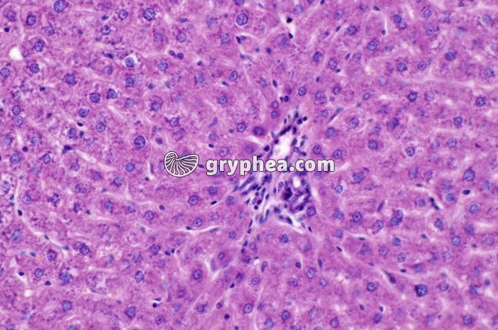 Foie x100 - gryphea.org